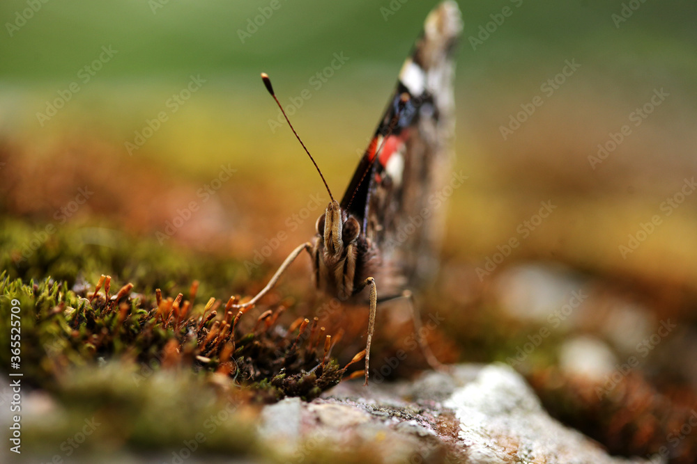 Butterfly, Rusalka admiral, Vanessa atalanta