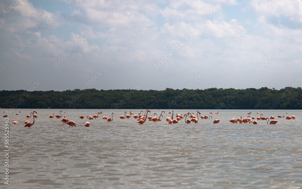 Group of flamingos in lake