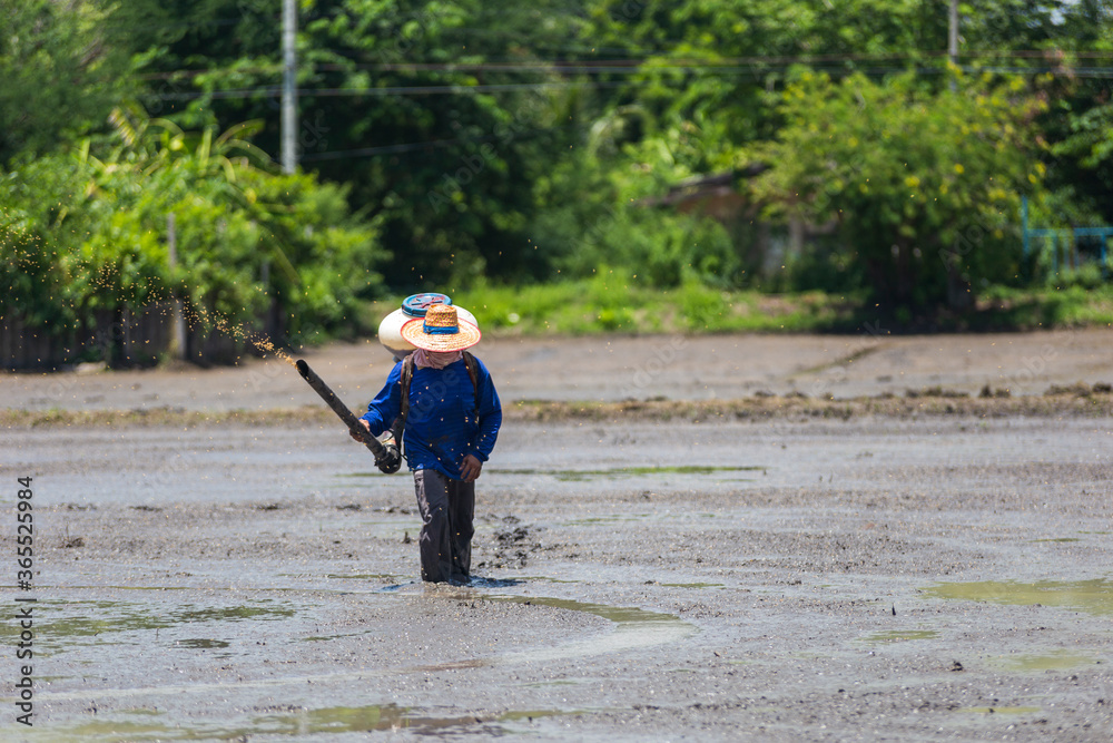 Farmer are using rice seed sowing machines in rice fields.
Farmer are using rice seed sowing machines in rice fields.