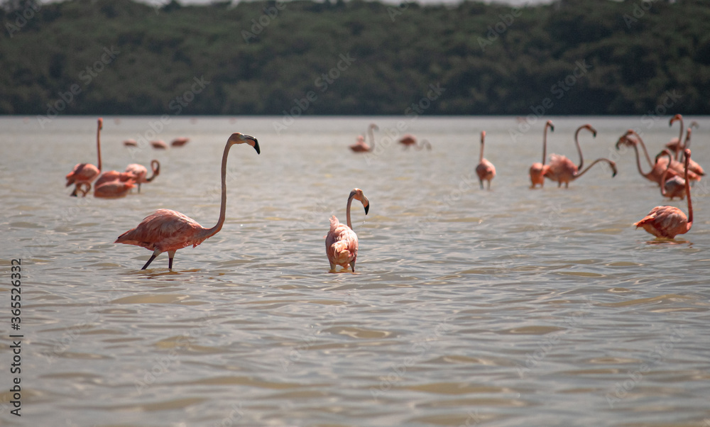 Pink flamingos in the water looking for something 