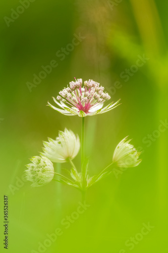 great masterwort  Astrantia major  flower in the mountain in spring 