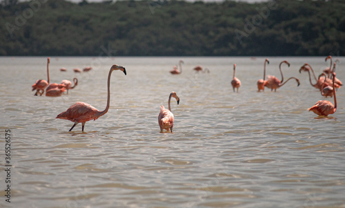 flamingos in the lake looking for something 