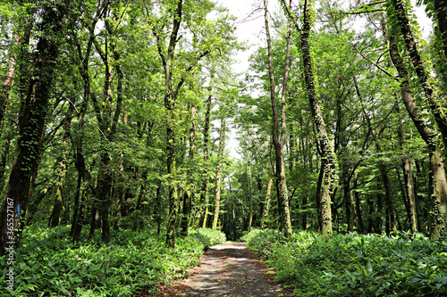 한국 제주도의 아름다운 숲길