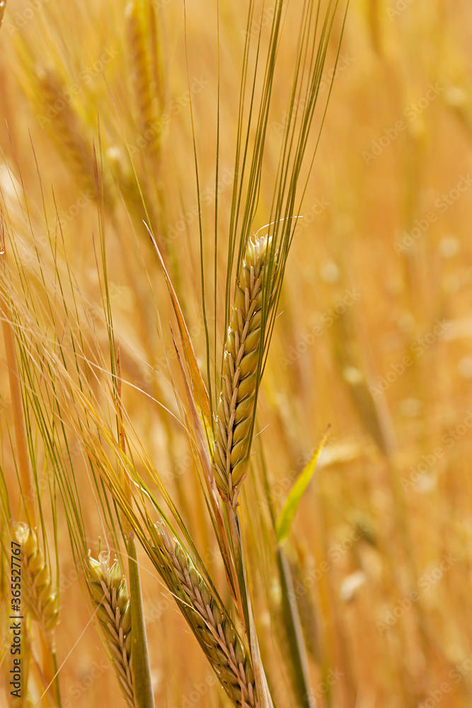 Fototapeta premium Harvesting season concept. Macro shot of golden wheat ears at large cultivation field in soft orange midday light. Background, close up, copy space for text.
