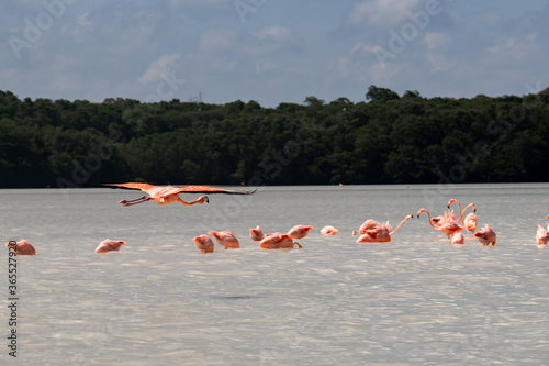 flamingos in the lake with open wings