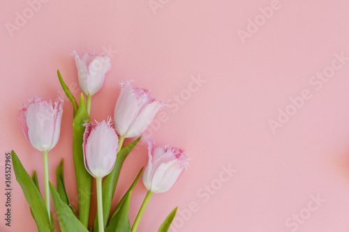 Fototapeta Naklejka Na Ścianę i Meble -  Fresh flower composition, arrangement of bi color tulips on pink paper textured background. International Women's day, mother's day greeting concept. Copy space, close up, top view, flat lay.