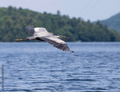Majestic Great Blue Heron in flight Lake Dunmore  Vermont