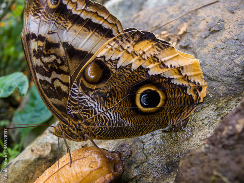 Schmetterling Blue Morpho - Peleides Morpho photo