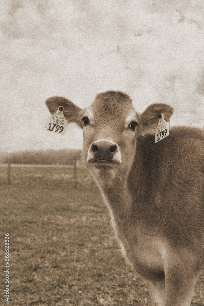 Obraz premium portrait of a cow