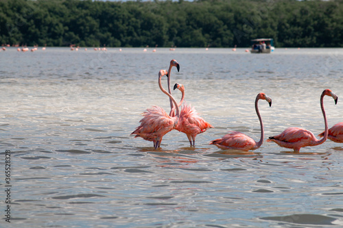 flamingos in the water playing 