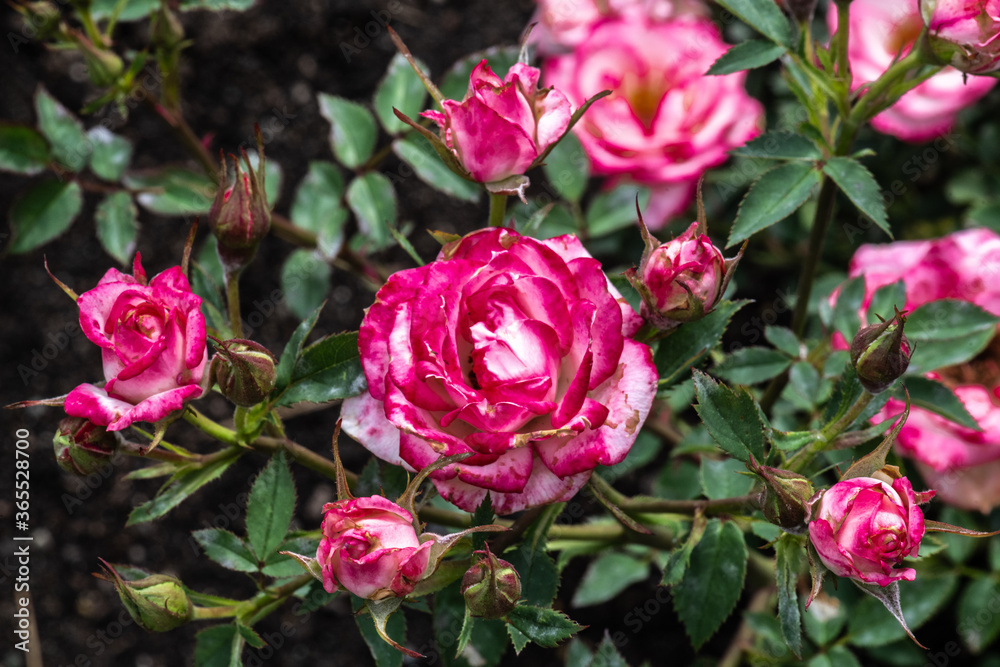 Garden Rose Flower, Variety 'Child's Play' Garden Rose Flower, Variety 'Child's Play'