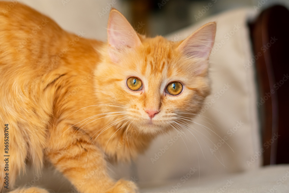 portrait of an orange cat with amber eyes portrait of an orange cat with amber eyes