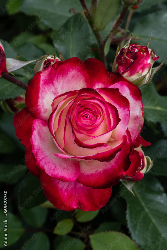 Garden Rose Flower, Variety 'Cherry Parfait' Garden Rose Flower, Variety 'Cherry Parfait'