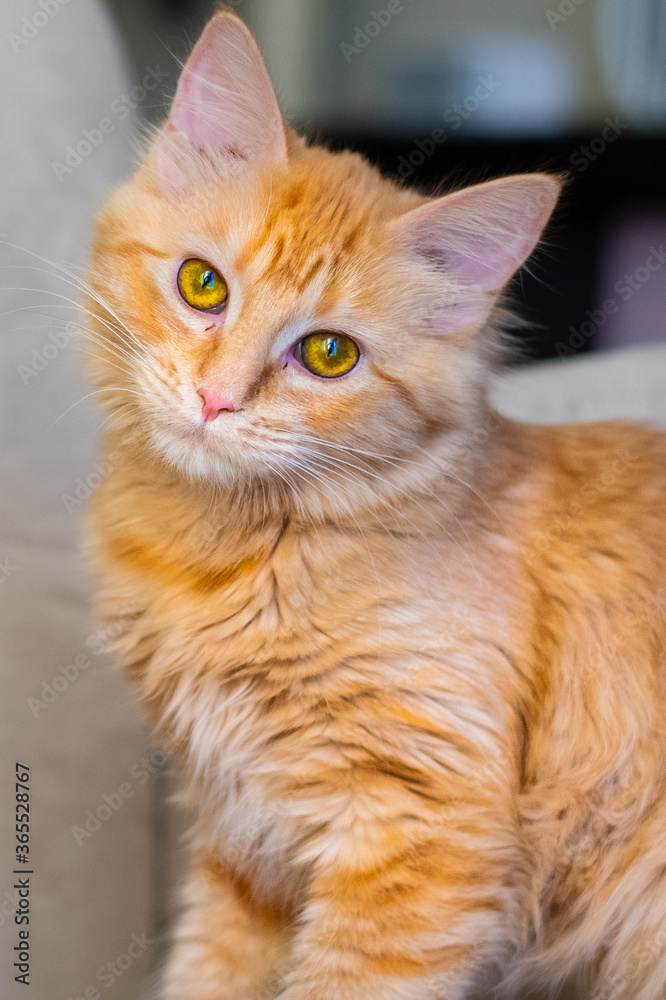 portrait of orange cat with amber eyes
