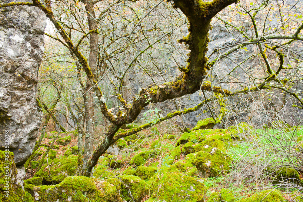 Dark and damp forest of Montpellier maples with mossy ground. Dark and damp forest of Montpellier maples with mossy ground.