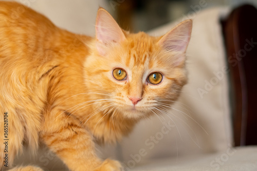 portrait of an orange cat with amber eyes