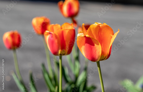 red yellow tulip