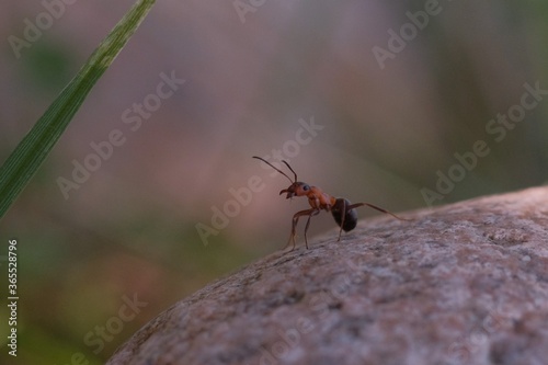 Close up picture of a brown ant on a rock