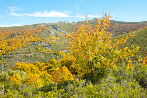 Rowan in autumn around a beech hillside on a sunny afternoon with cirrus clouds in the sky