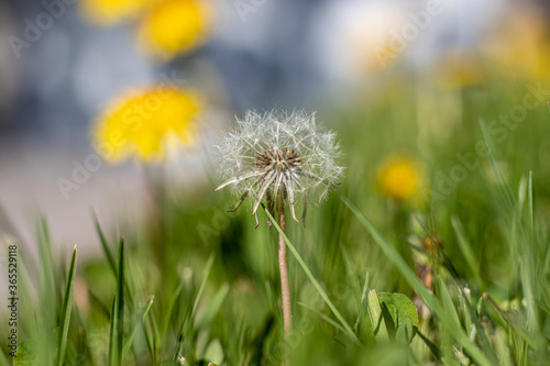 dandelion on green grass