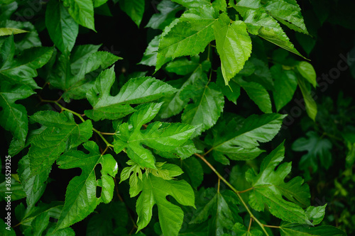 鮮やかな緑色の桑の葉　