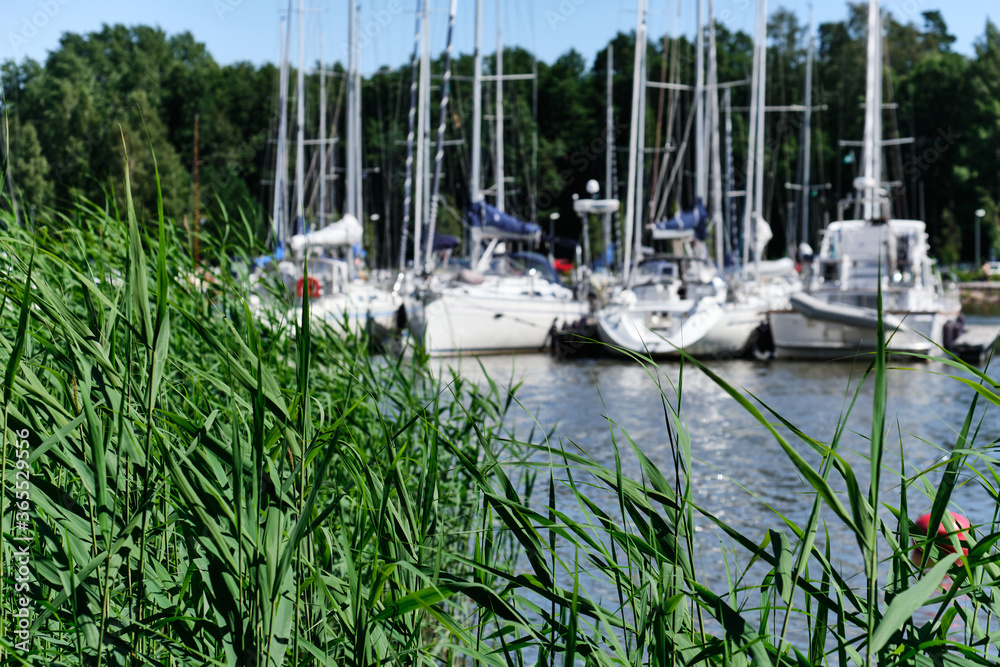 The grass on the blurred background with yachts
