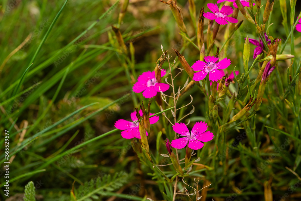 Beautiful Maiden Pink on a Meadow, Nice Dianthus deltoides Beautiful Maiden Pink on a Meadow, Nice Dianthus deltoides
