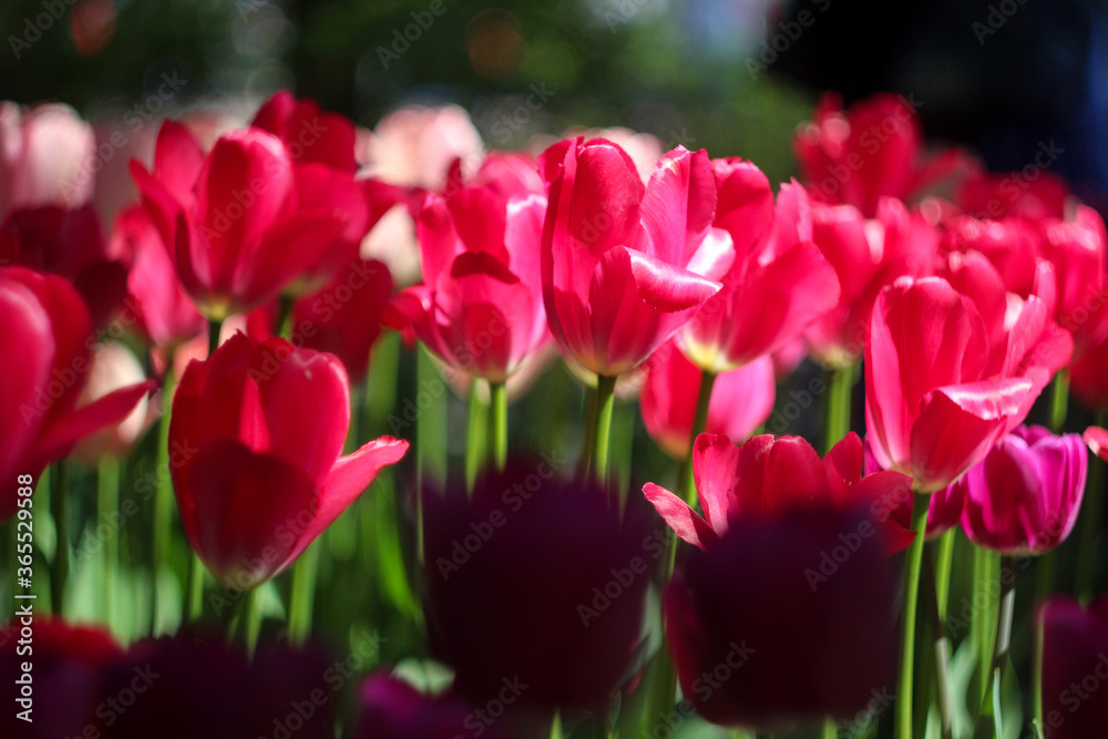 scarlet flowers, tulips grow in the garden scarlet flowers, tulips grow in the garden