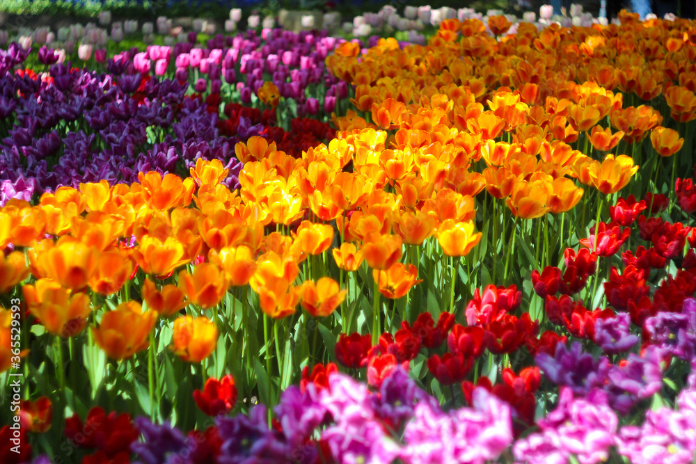 multi-colored tulips, yellow, red and purple tulips, summer blooming