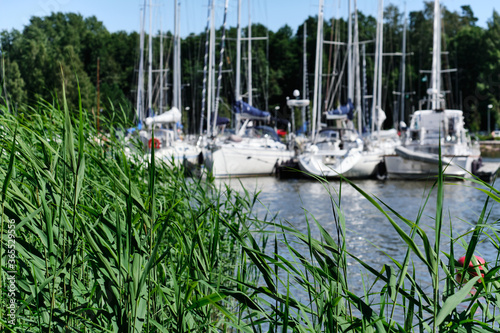 The grass on the blurred background with yachts