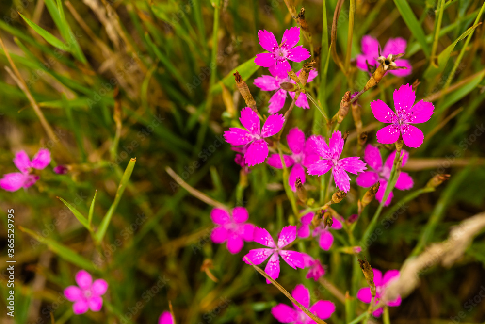 Beautiful Maiden Pink on a Meadow, Nice Dianthus deltoides Beautiful Maiden Pink on a Meadow, Nice Dianthus deltoides