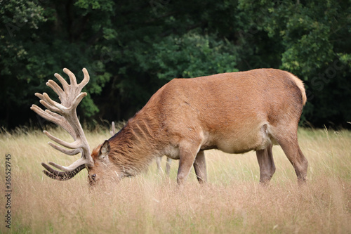 Noble big deer eats grass