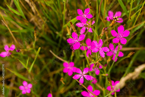 Beautiful Maiden Pink on a Meadow  Nice Dianthus deltoides