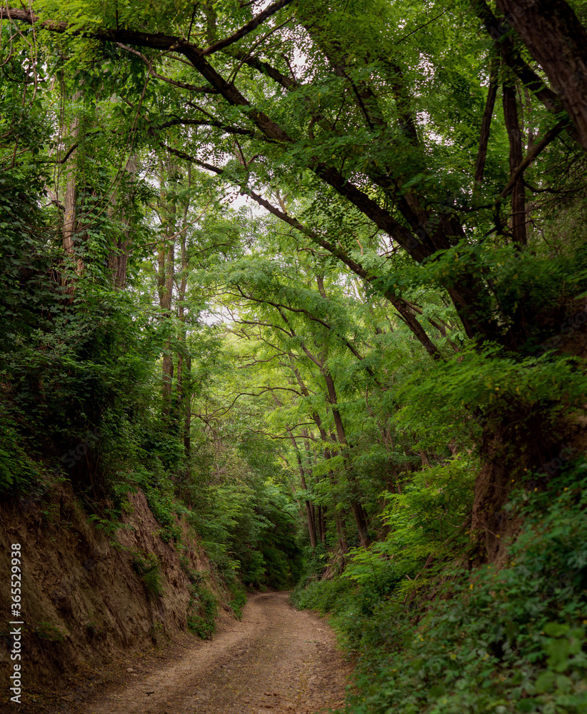 Obraz premium path in the woods