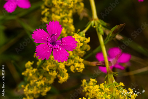 Beautiful Maiden Pink on a Meadow, Nice Dianthus deltoides photo