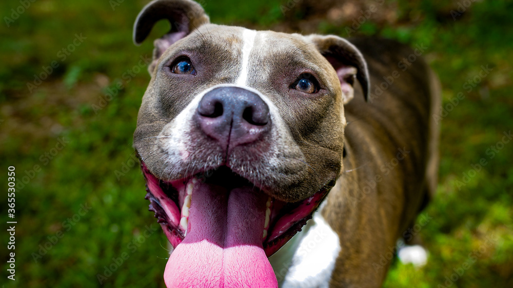 Happy American Pitbull Terrier with Tongue Hanging Out