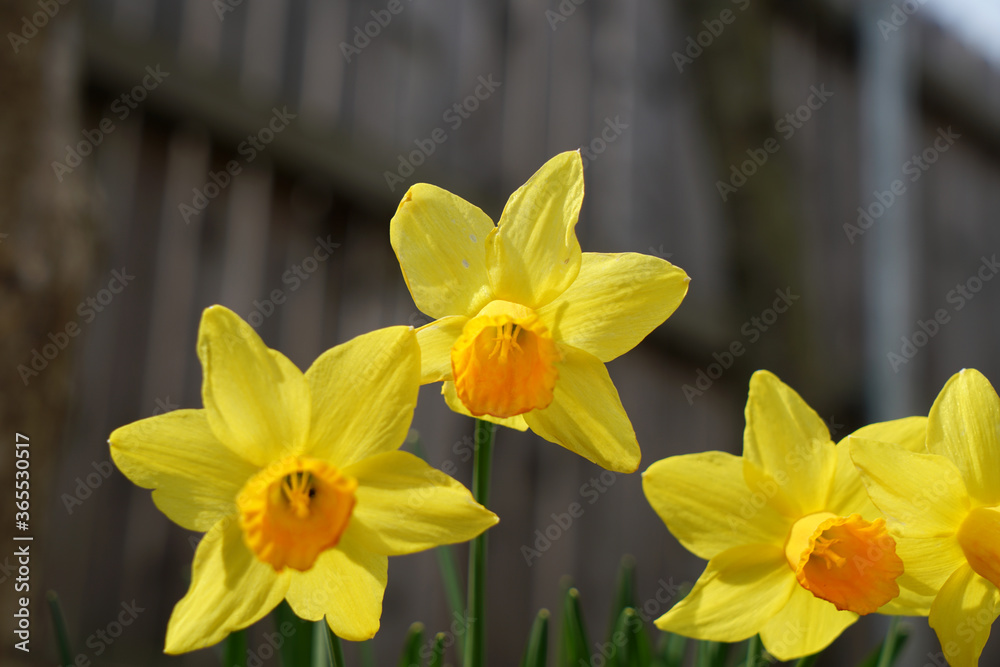 Fototapeta premium Yellow flower photographed in the home garden in Bavaria