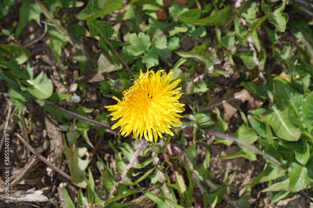 Yellow flower photographed in the home garden in Bavaria Yellow flower photographed in the home garden in Bavaria