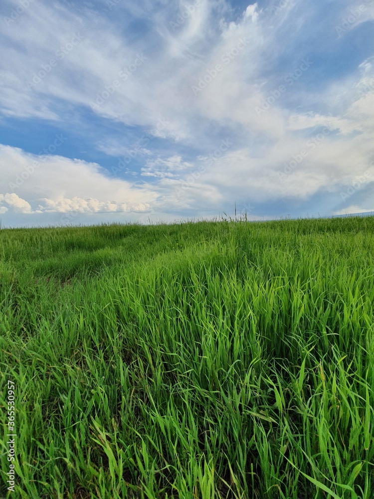 green field and blue sky