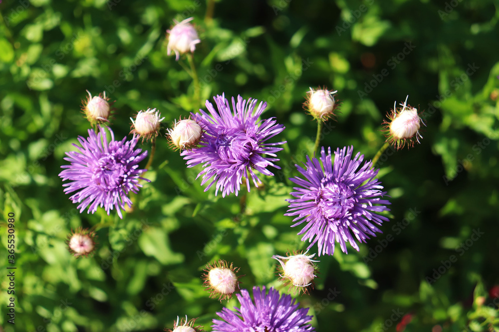 flowers of Aster Alpine in the garden flowers of Aster Alpine in the garden