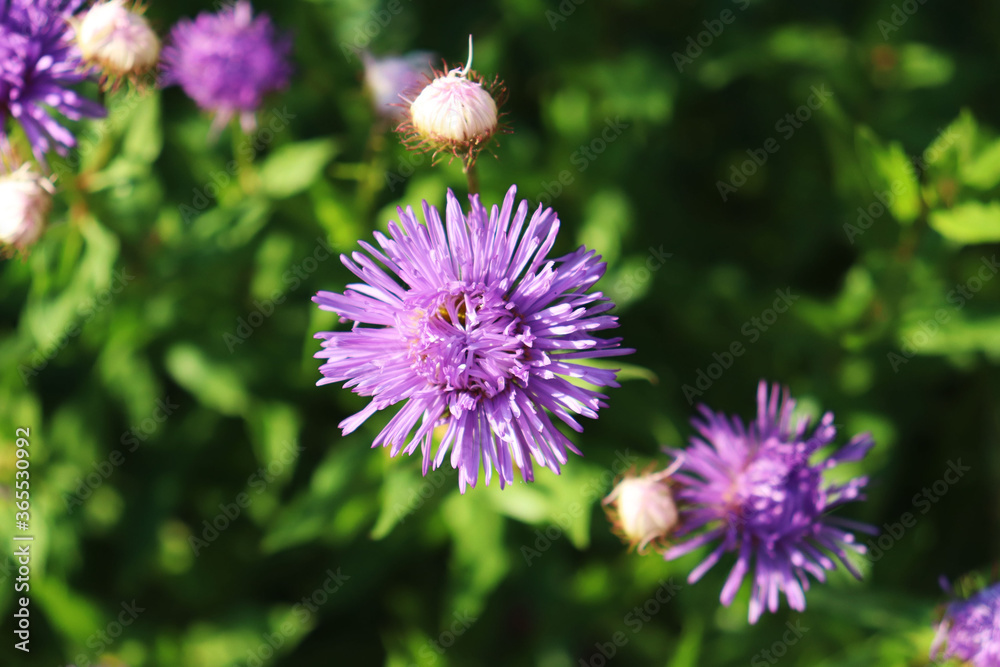 flowers of Aster Alpine in the garden flowers of Aster Alpine in the garden