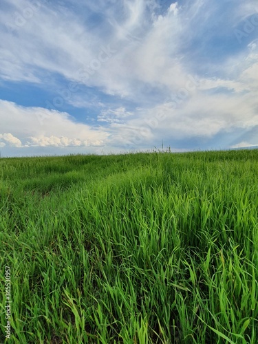 green field and blue sky