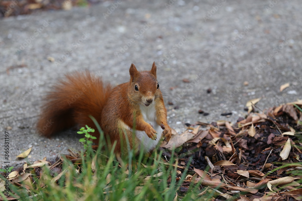 Red squirrel collects nuts in the grass Red squirrel collects nuts in the grass