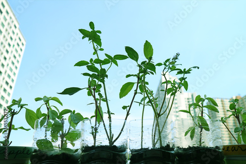 Growing Thai Basil in Plastic Bottles at Windowside for the Concept of REUSE and HOBBY AT HOME photo