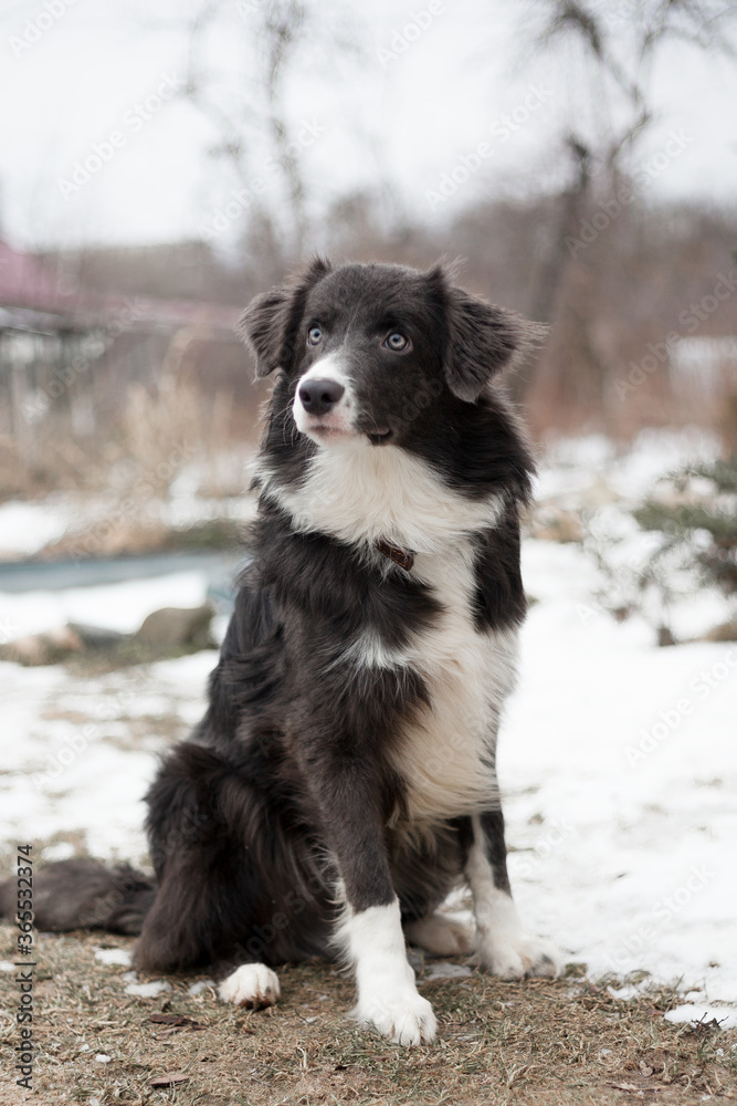 Dog border Collie sits snowy ground