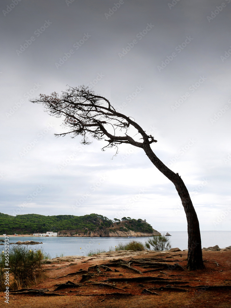 bent tree by the effect of the coastal wind, with the sea and a few white houses in the background
