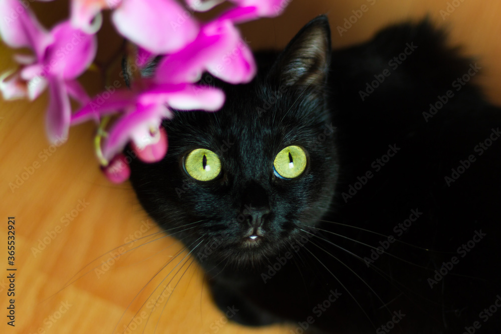 
black cat with green eyes on a flower background top view