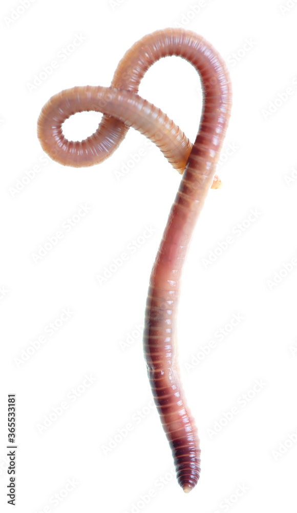 Fototapeta premium Earthworm on a white background.
