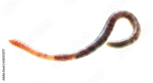 Earthworm on a white background. © schankz