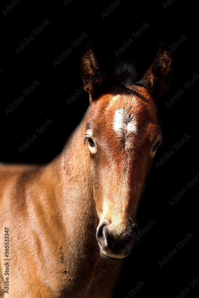 Obraz premium Equine Art